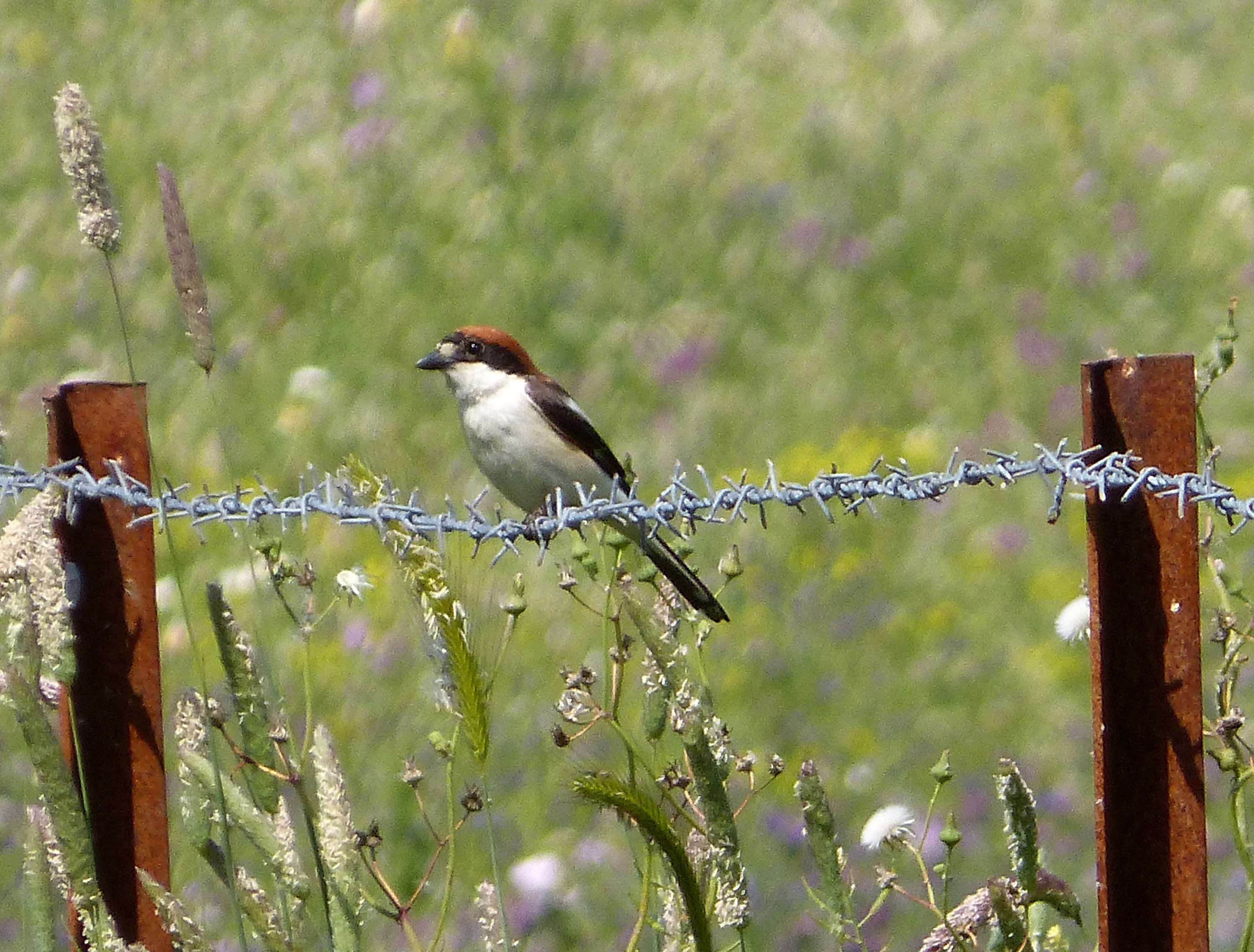 Image of Woodchat Shrike