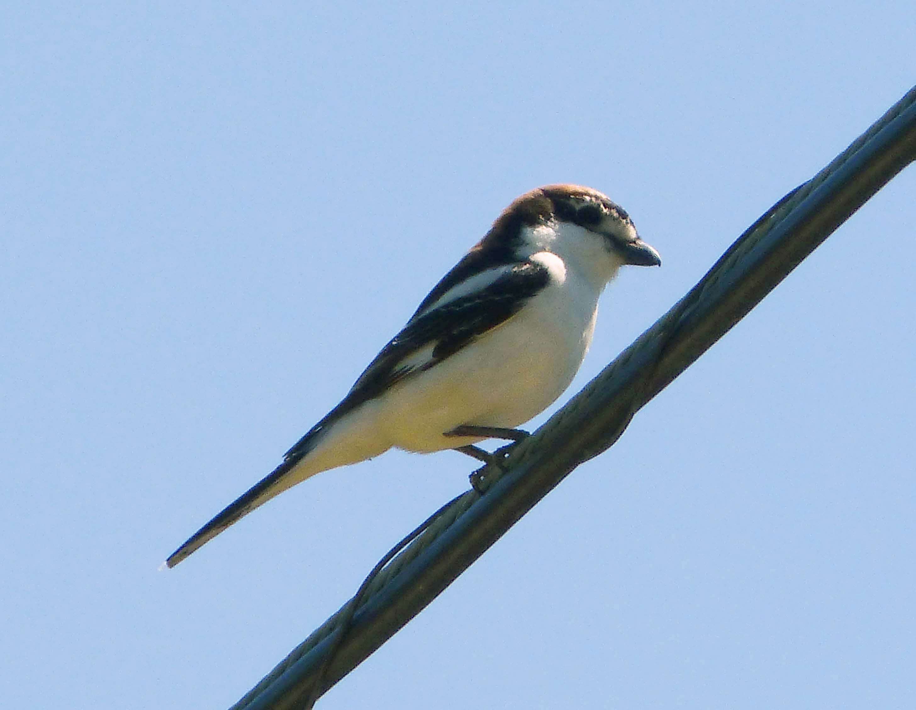 Image of Woodchat Shrike