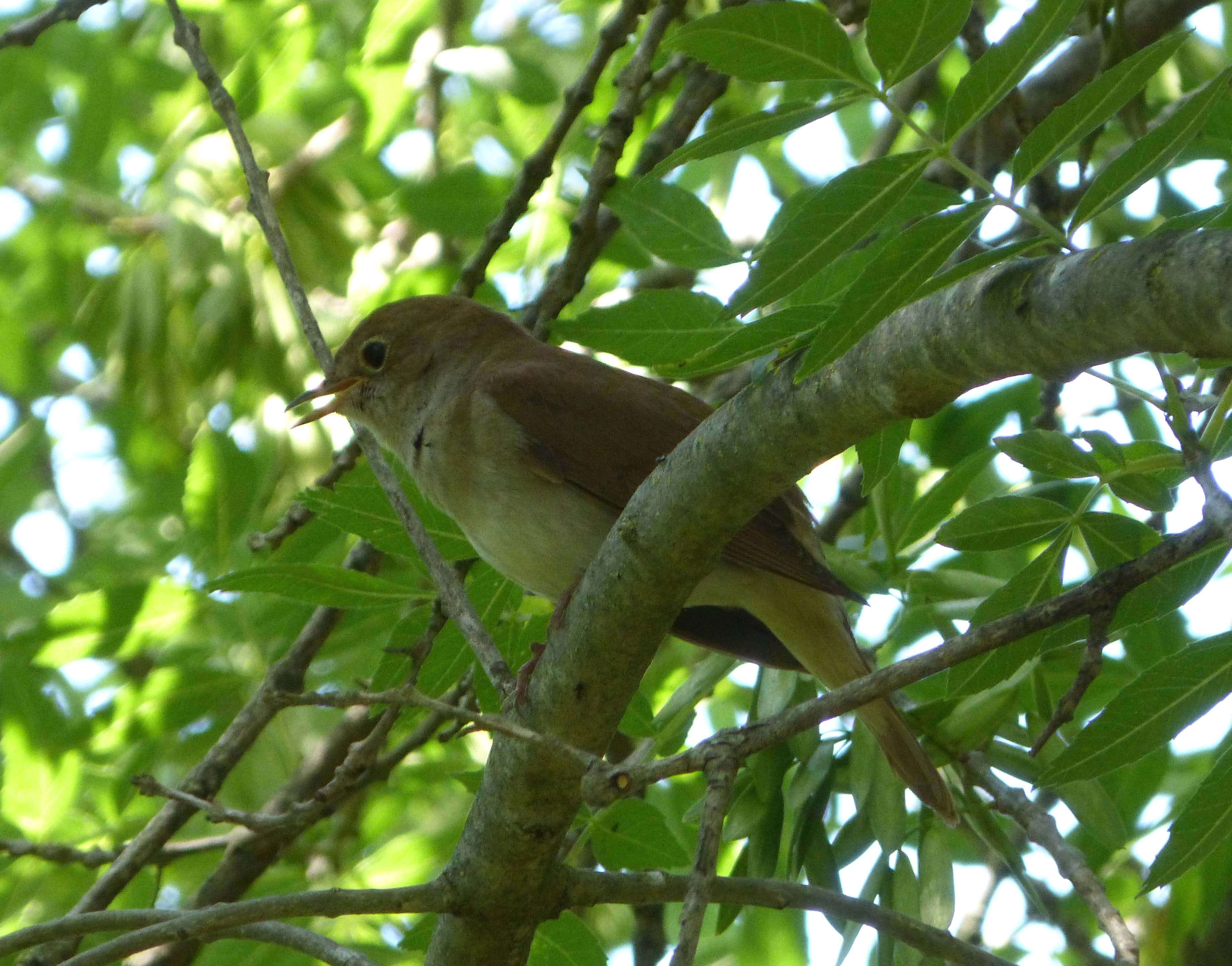 Image of nightingale, common nightingale