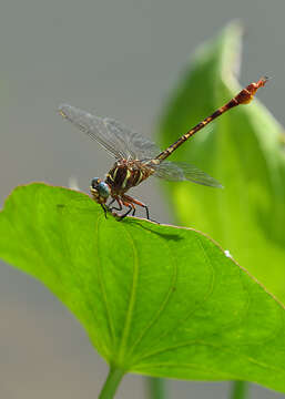 Image of Two-striped Forceptail