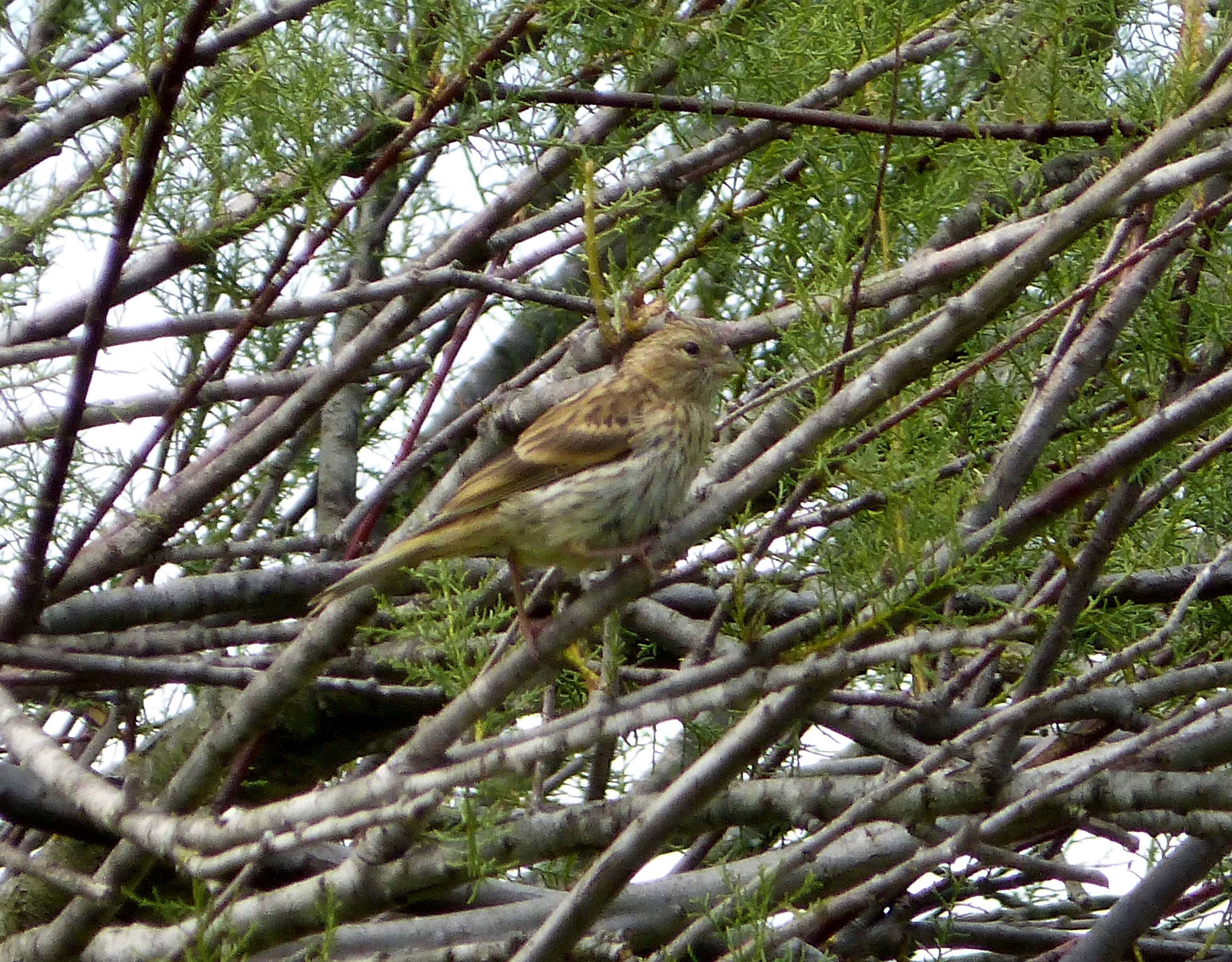 Image of serin, european serin