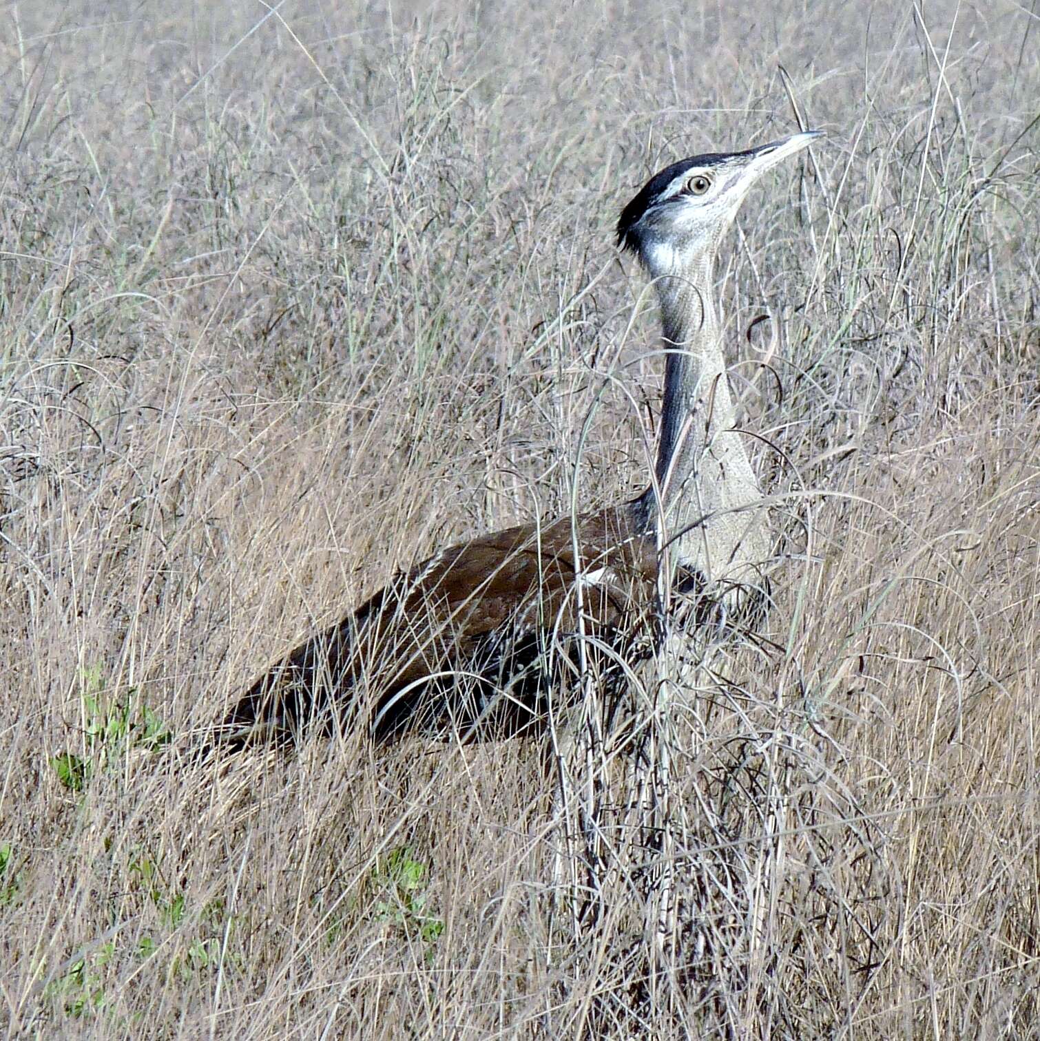 Image of Australian Bustard