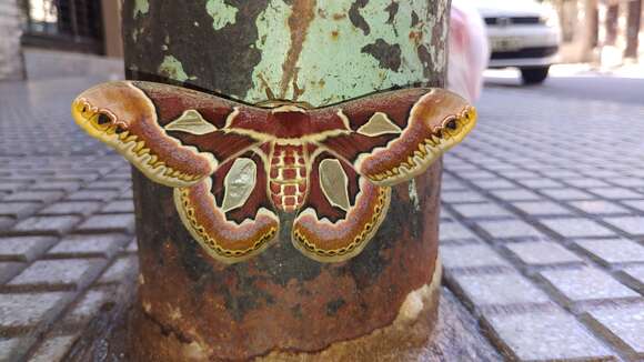 Image of Rothchild's Atlas Moth