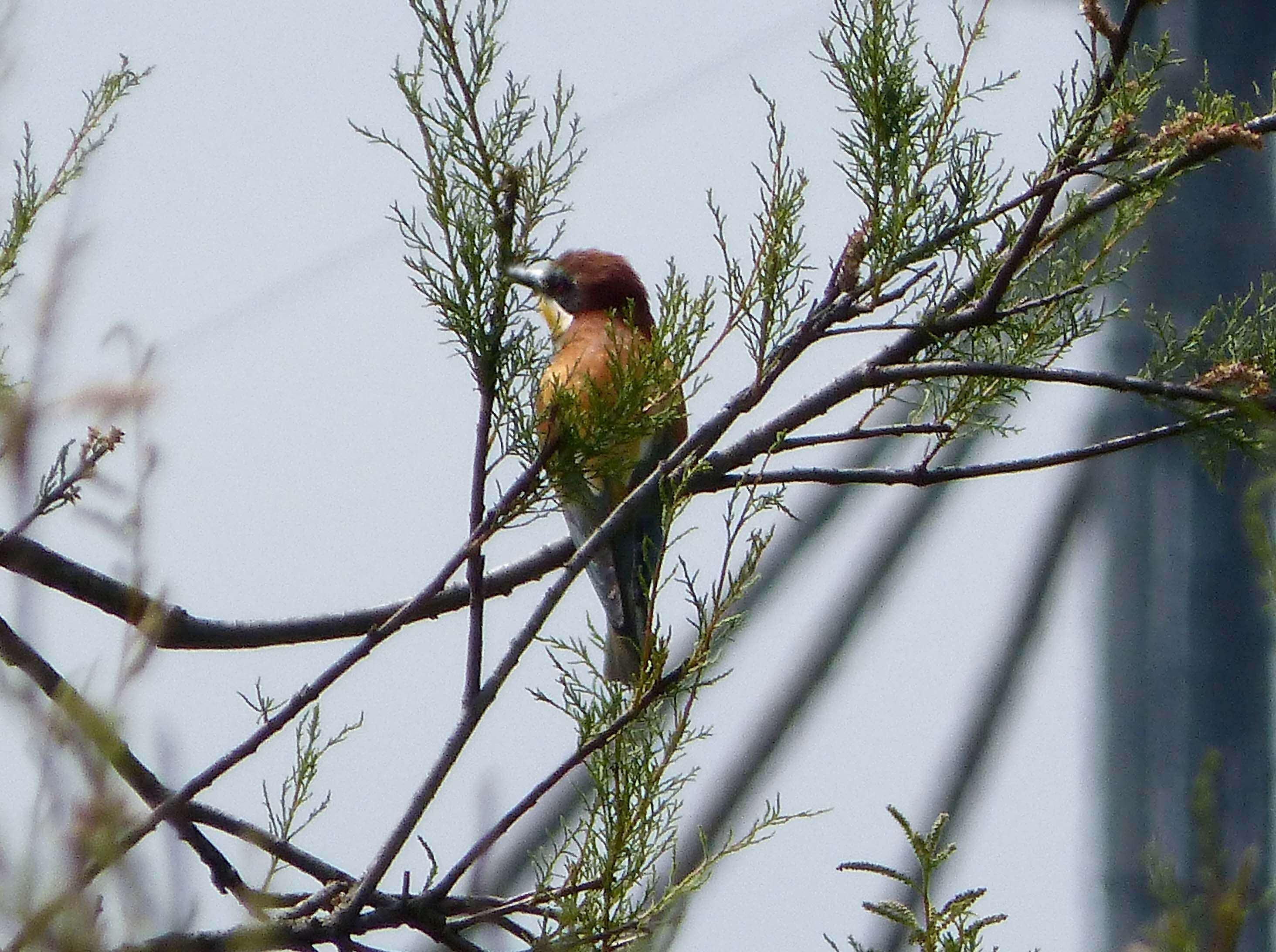 Image of bee-eater, european bee-eater