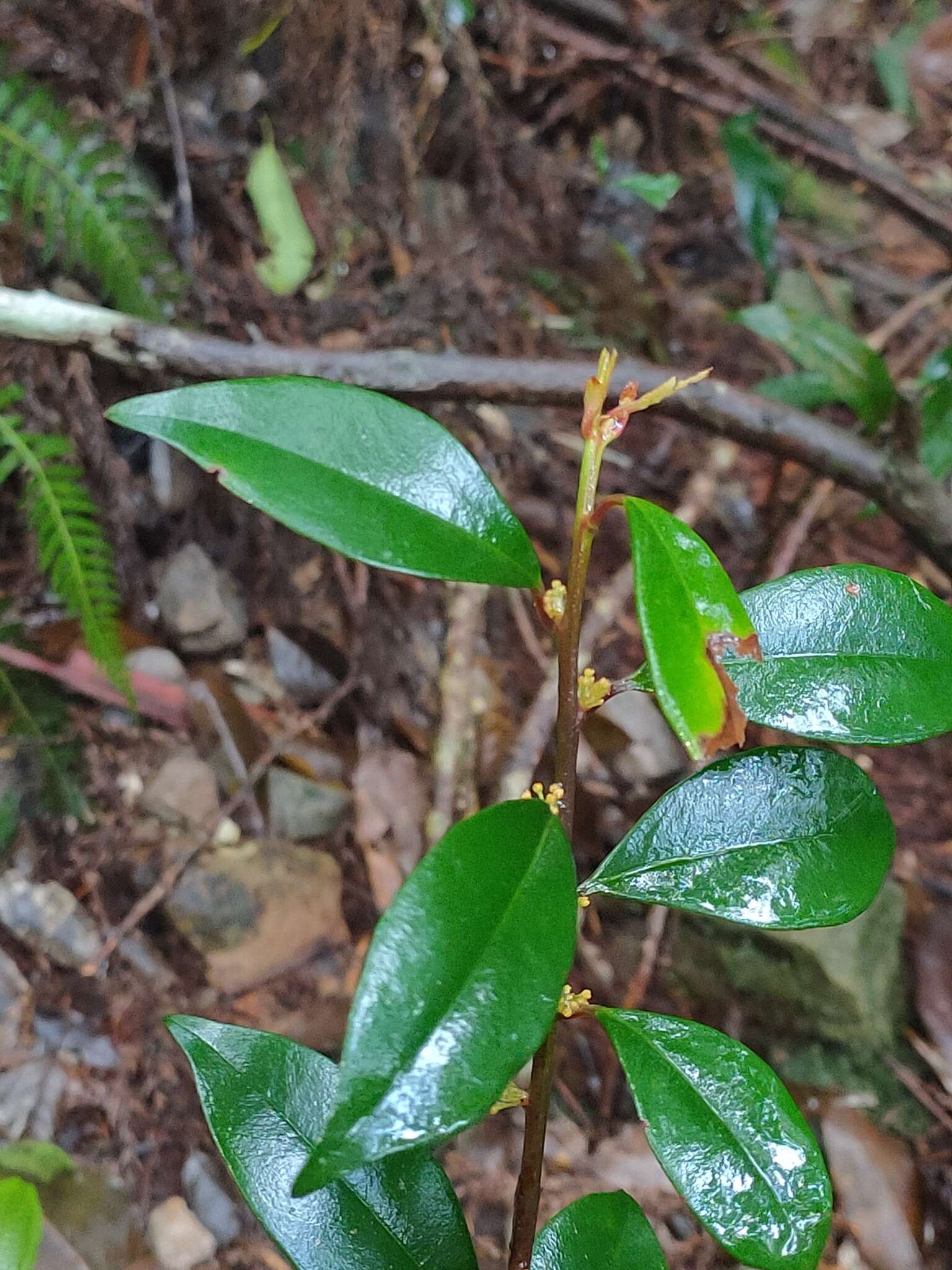 Image of Myrsine stolonifera (Koidz.) E. Walker