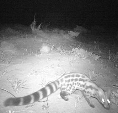 Image of Cape Genet