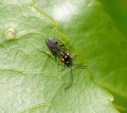 Image of ichneumon wasps