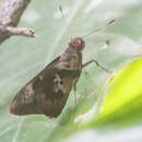 Image of Sybarite Skipper