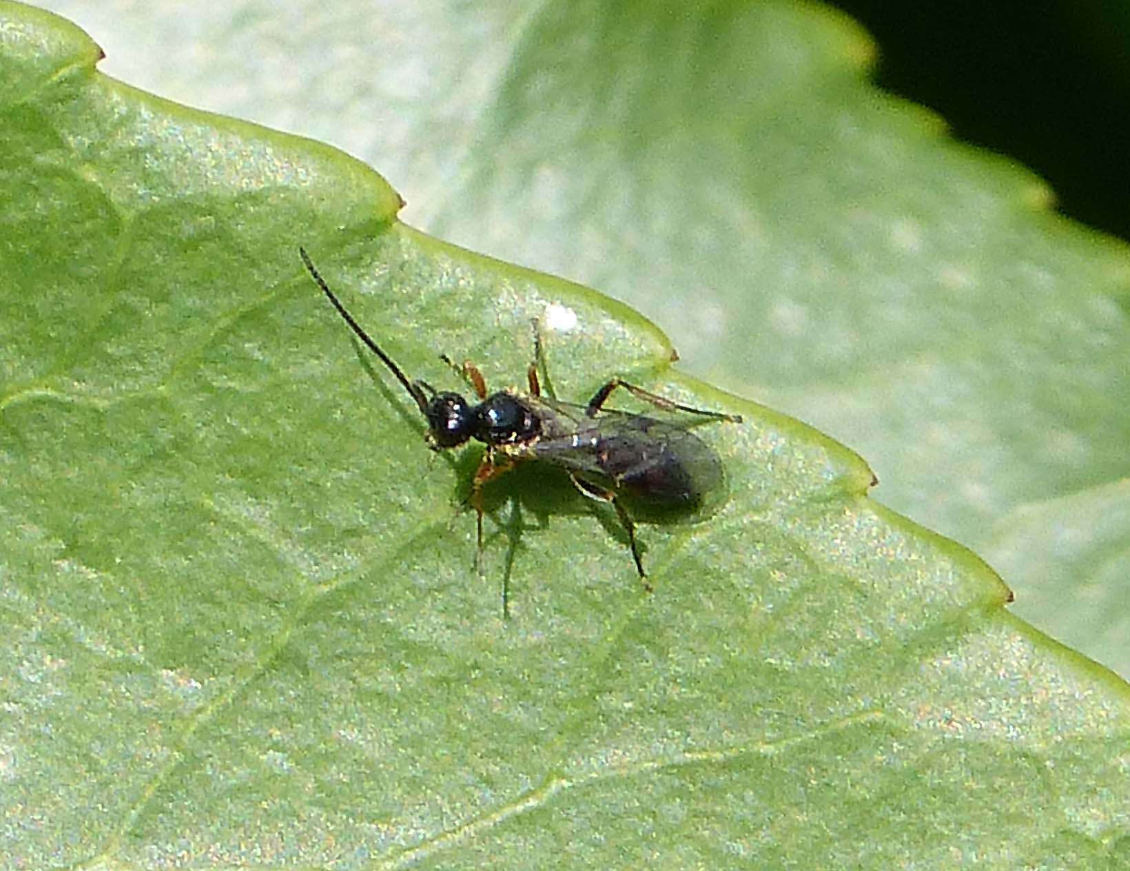 Image of ichneumon wasps