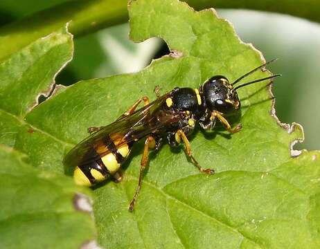 Image of Mellinus arvensis (Linnaeus 1758)