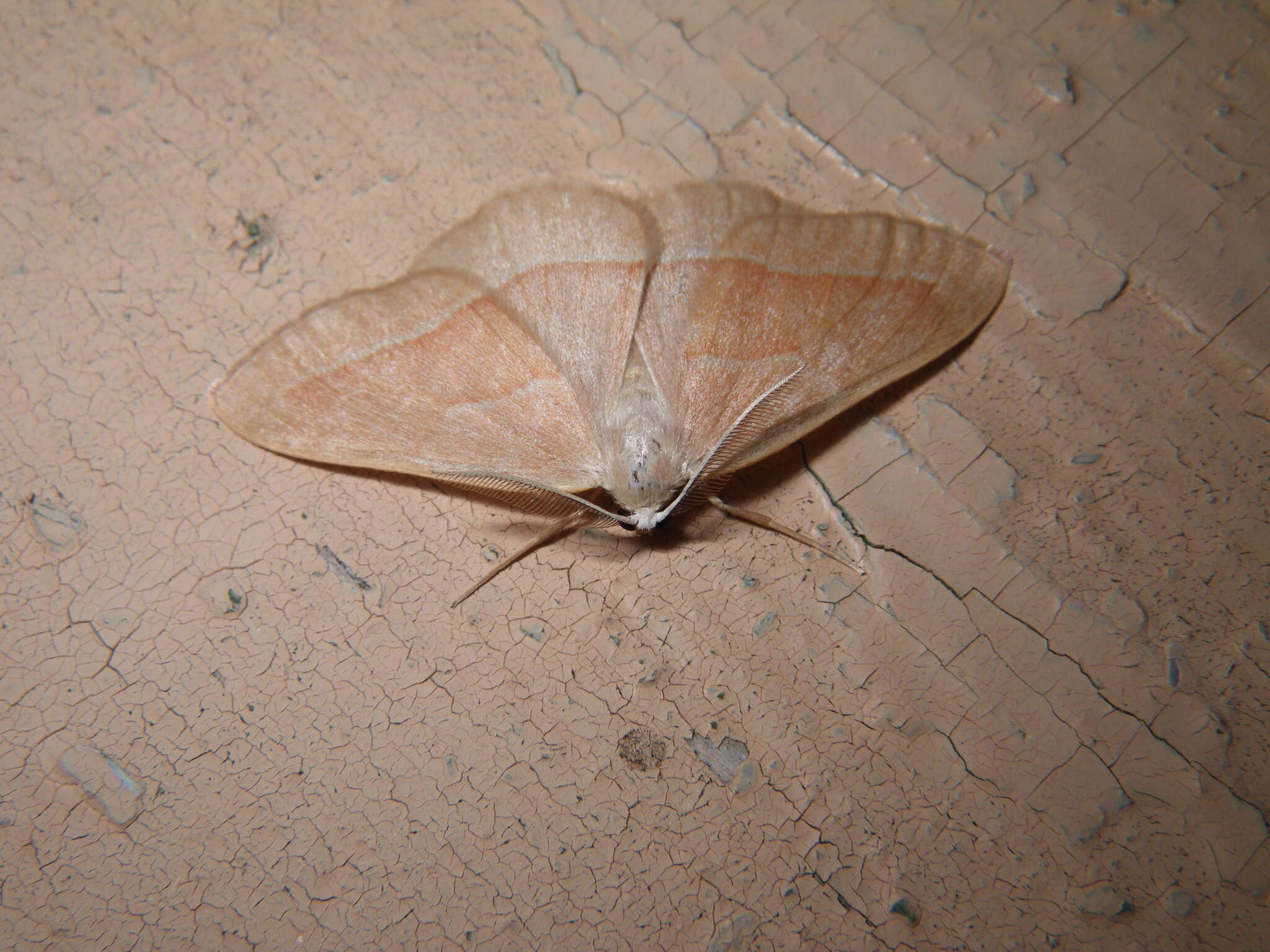 صورة Hylaea fasciaria Linnaeus 1758