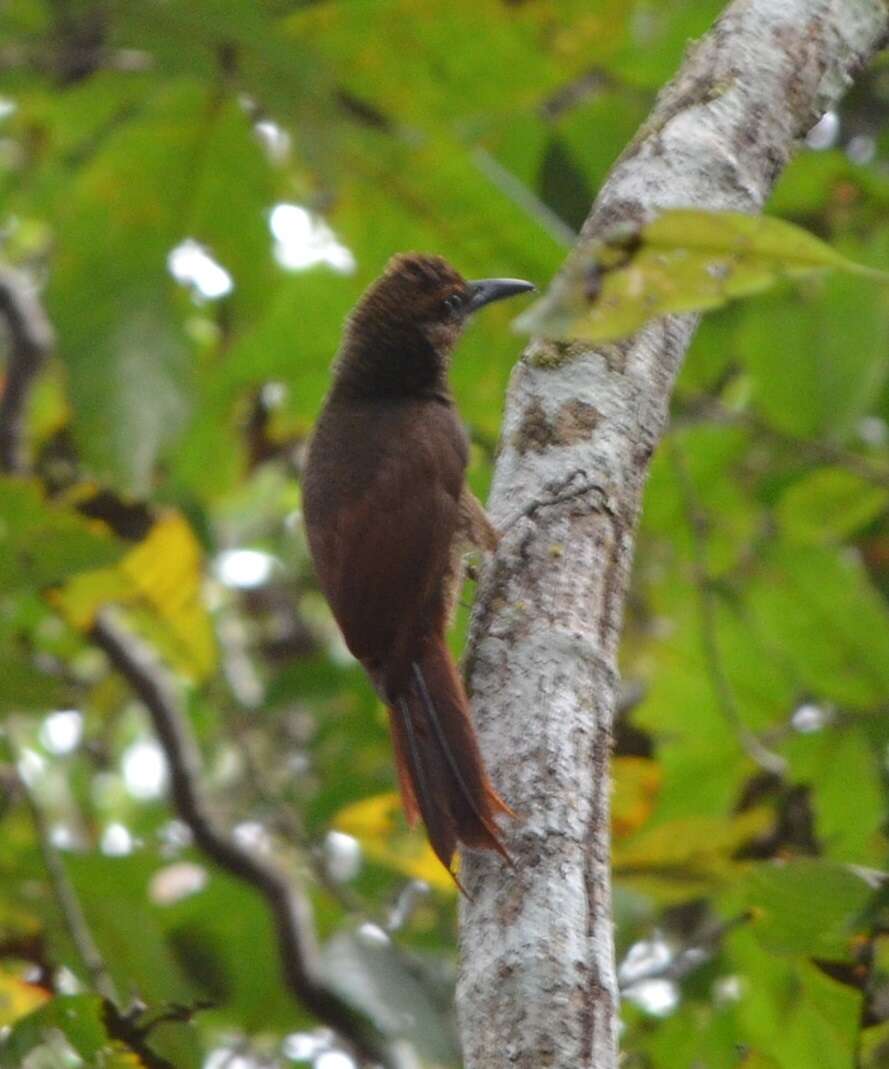 Image of Northern Barred Woodcreeper