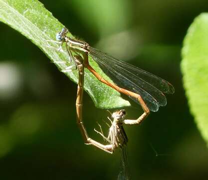 Imagem de Platycnemis acutipennis Selys 1841