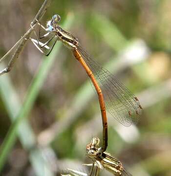 Image of Orange Featherleg