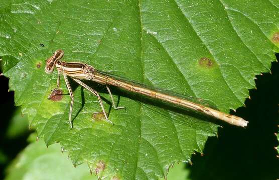 Imagem de Platycnemis acutipennis Selys 1841