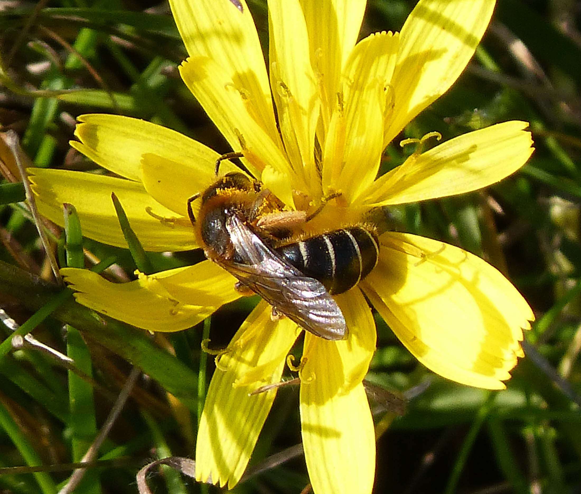 Image of Orange-legged furrow bee