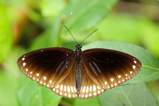 Image of Euploea sylvester Fabricius 1793