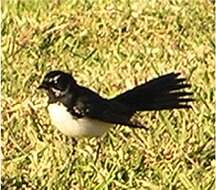 Image of Willie Wagtail