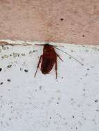 Image of Large Brown Cockroach