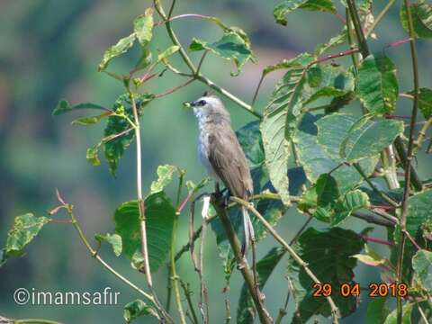 Image of Yellow-vented Bulbul