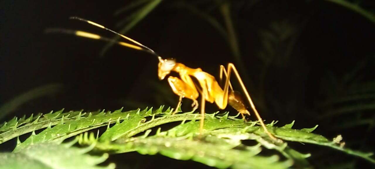 Imagem de Hapalopezella maculata Kirby 1904