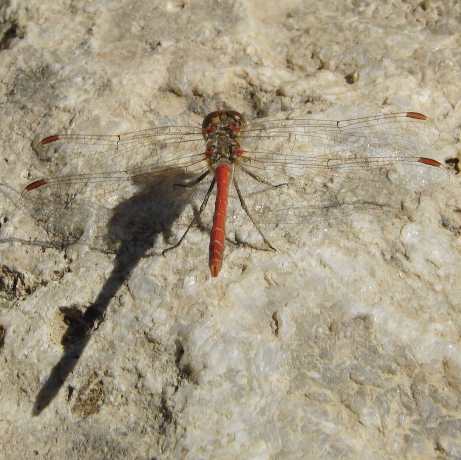 Image of Desert Darter