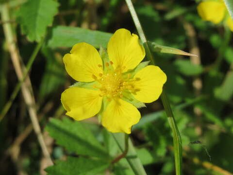 Imagem de Potentilla reptans L.