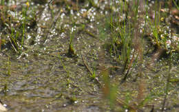 Image de Utricularia minutissima Vahl