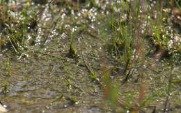 Utricularia minutissima Vahl resmi