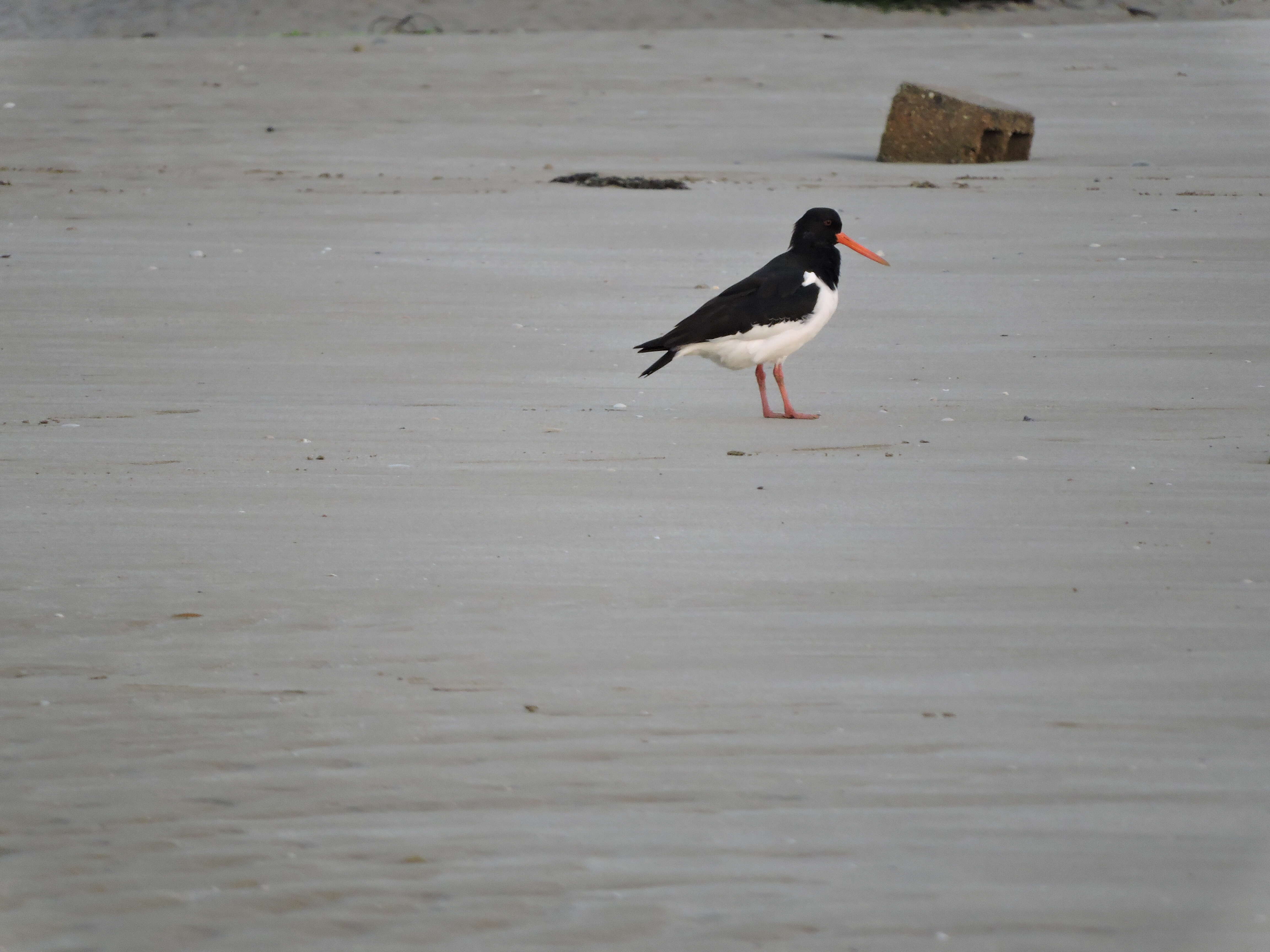 Image of oystercatcher, eurasian oystercatcher