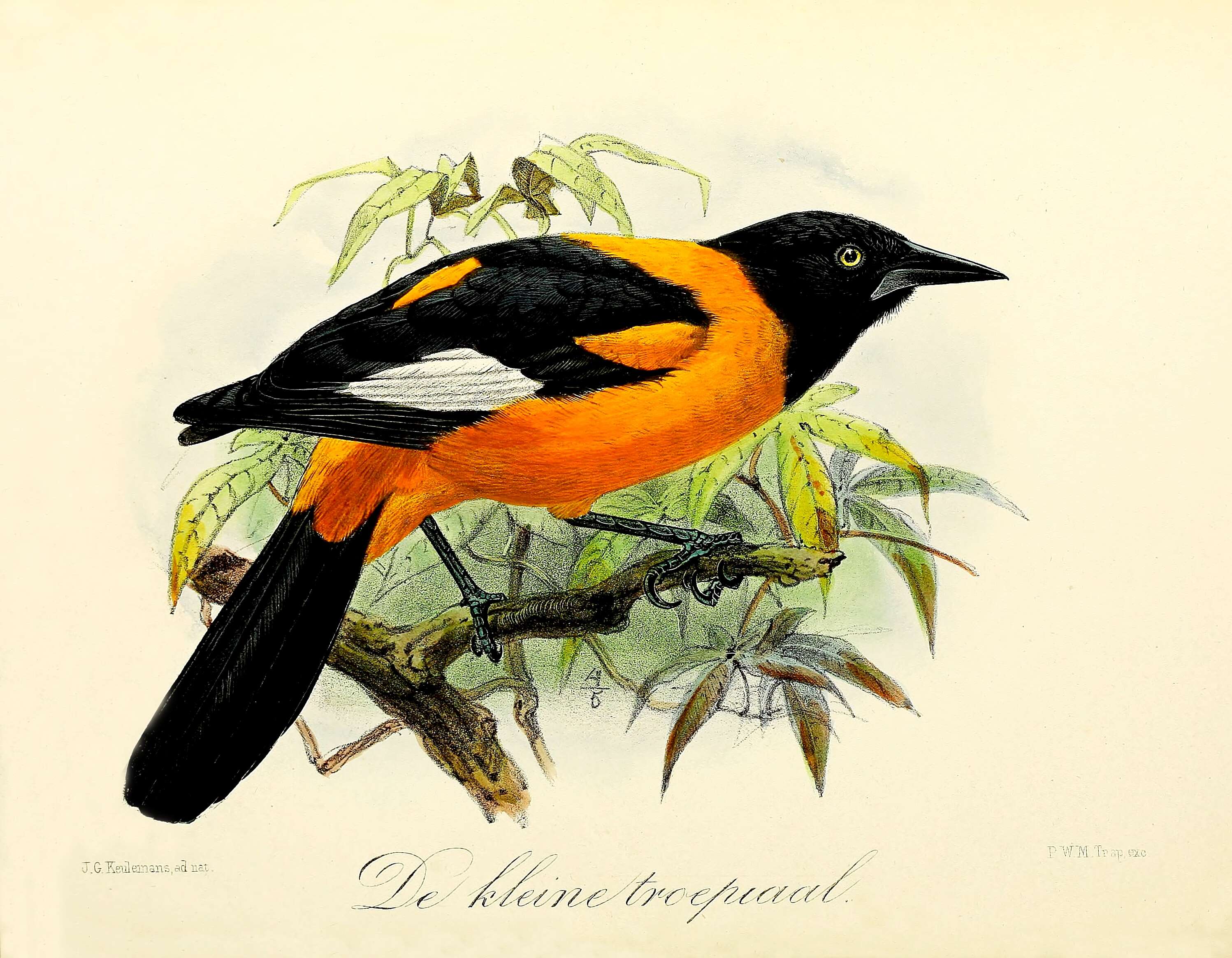 Imagem de Icterus leucopteryx (Wagler 1827)