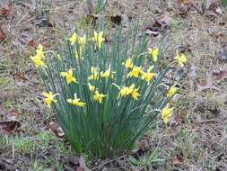 Narcissus odorus L. resmi