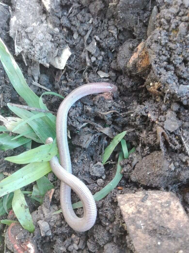 Image of South American Worm Lizard