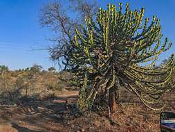 Image of Candelabra euphorbia