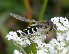 Imagem de Scaeva pyrastri (Linnaeus 1758)