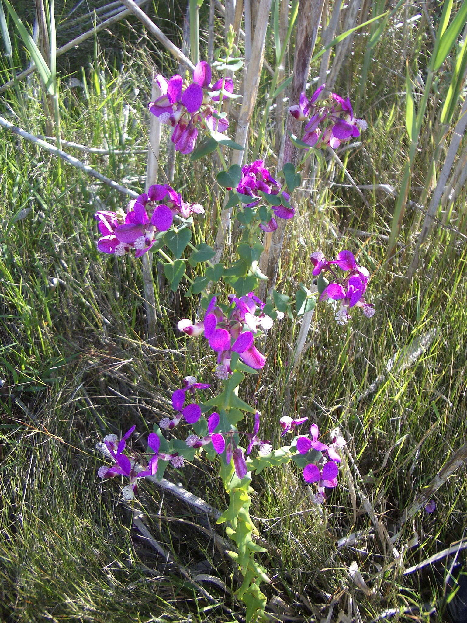 Polygala fruticosa Berg.的圖片