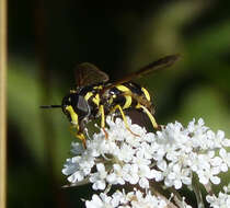 Image de Chrysotoxum bicinctum (Linnaeus 1758)