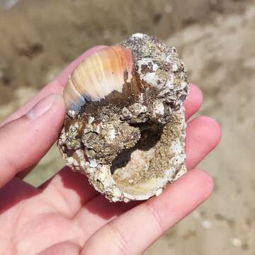 Image of Kurile moon snail