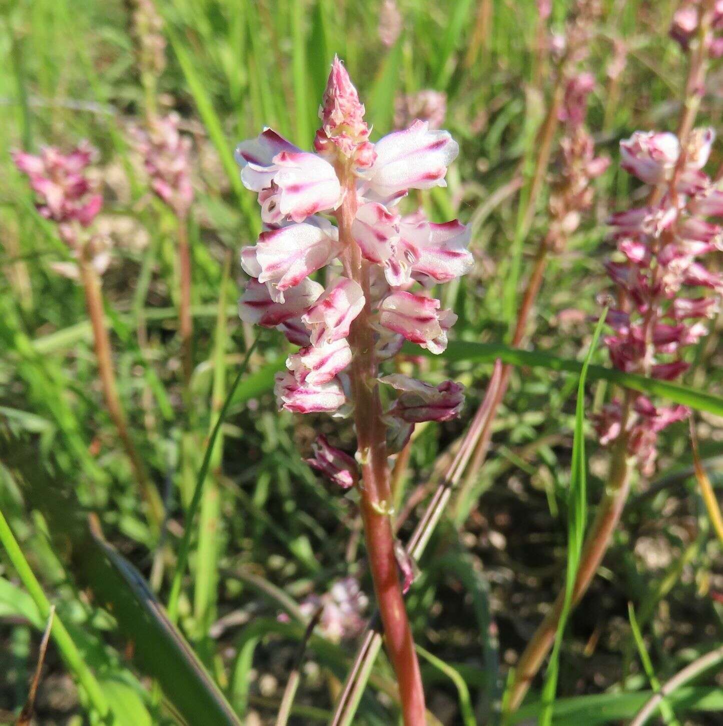 Image of Lachenalia bachmannii Baker