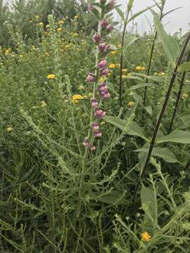 Sivun Antirrhinum thompsonii D. J. Keil kuva