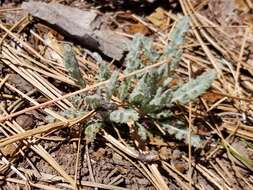 Image of lobeleaf groundsel