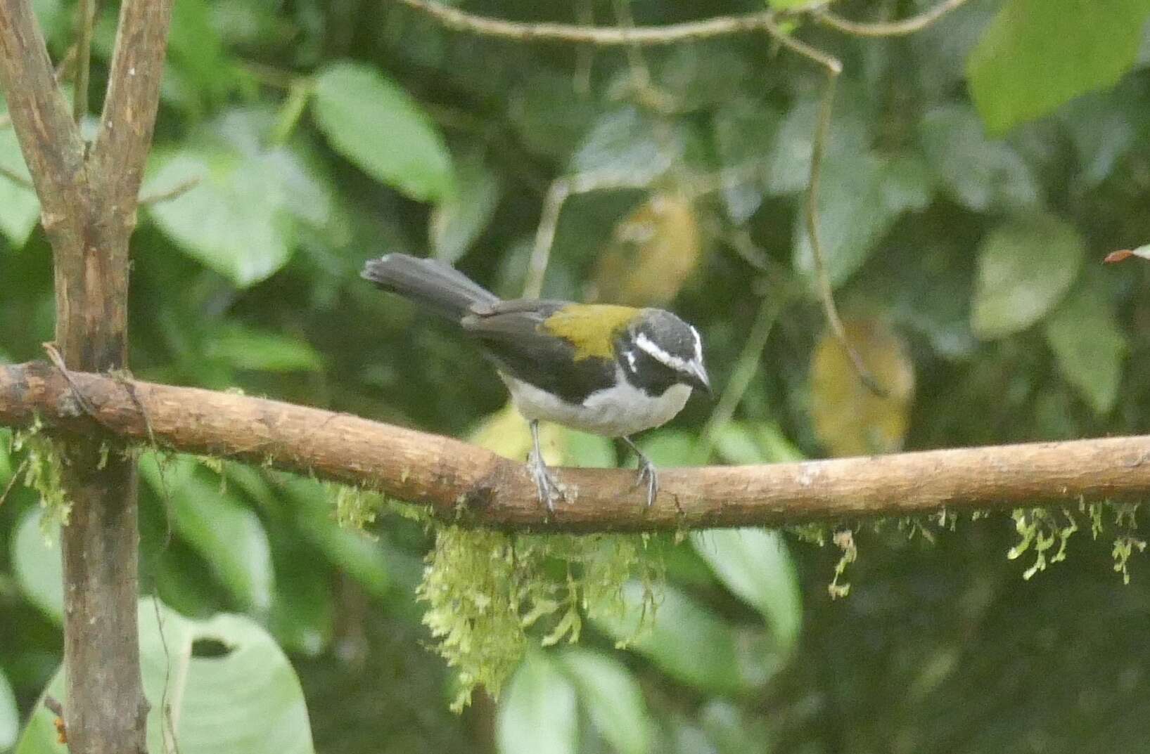 Image of Black-winged Saltator