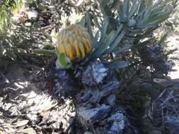 Image de Leucospermum tomentosum (Thunb.) R. Br.