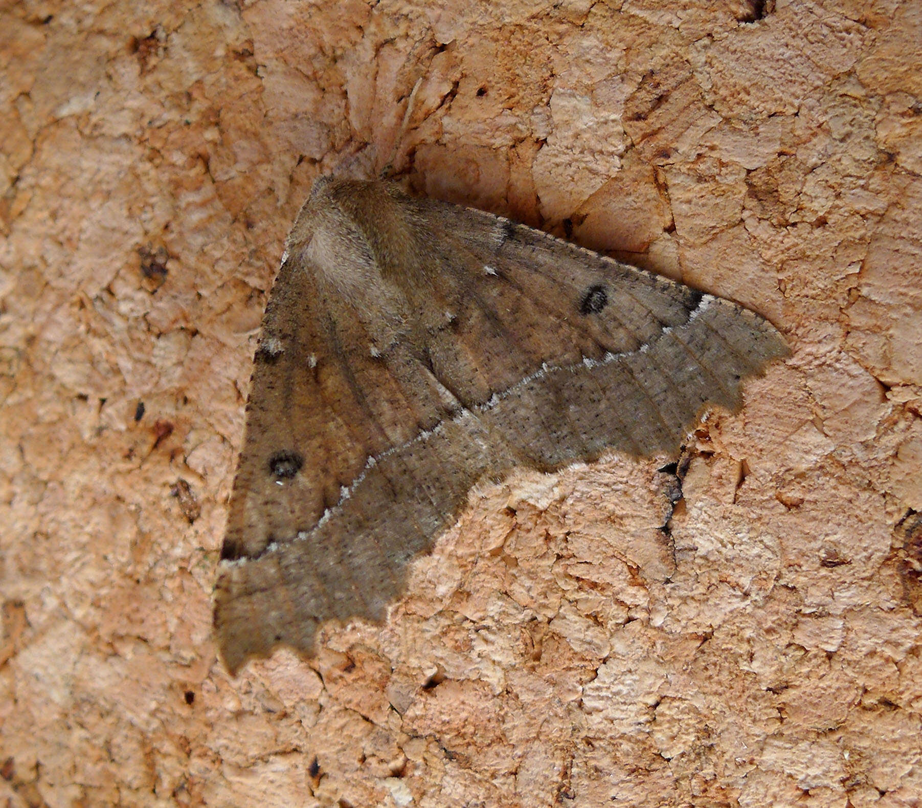 Image of scalloped hazel