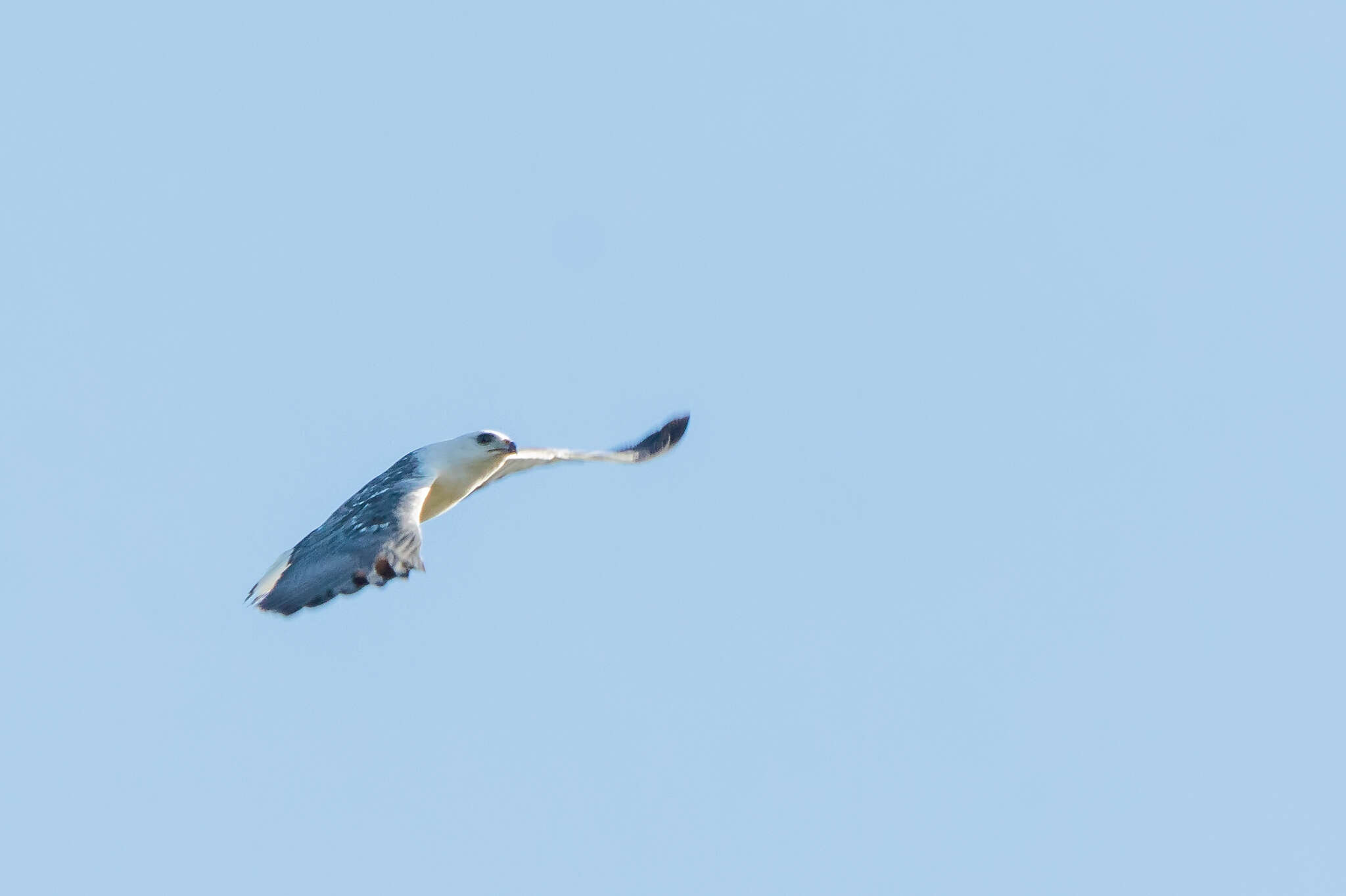 Image of White-necked Hawk