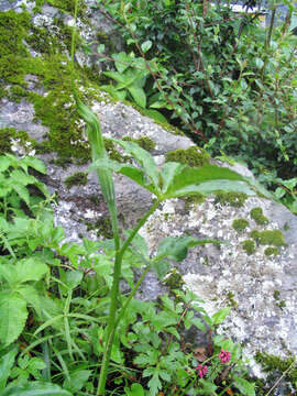 Image of Jacquemont's Cobra-Lily