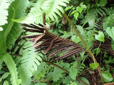 Image de Onoclea orientalis (Hook.) Hook.