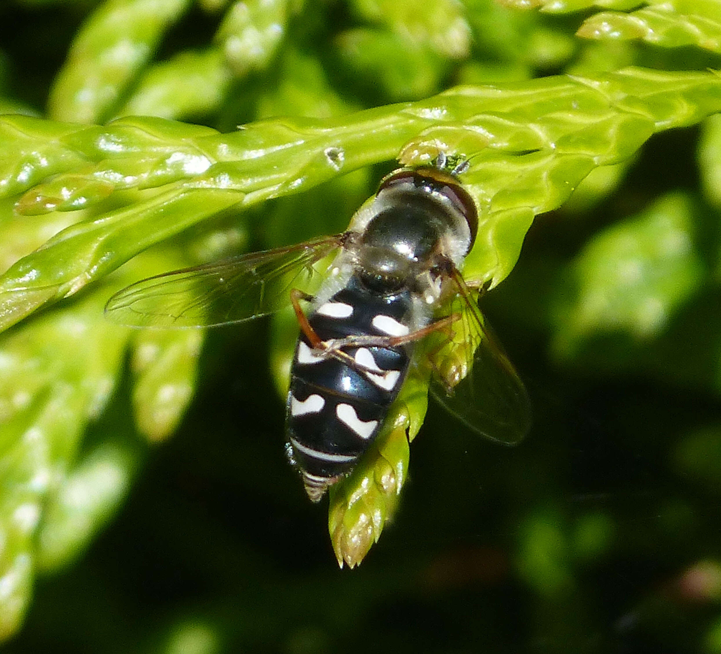 Imagem de Scaeva pyrastri (Linnaeus 1758)