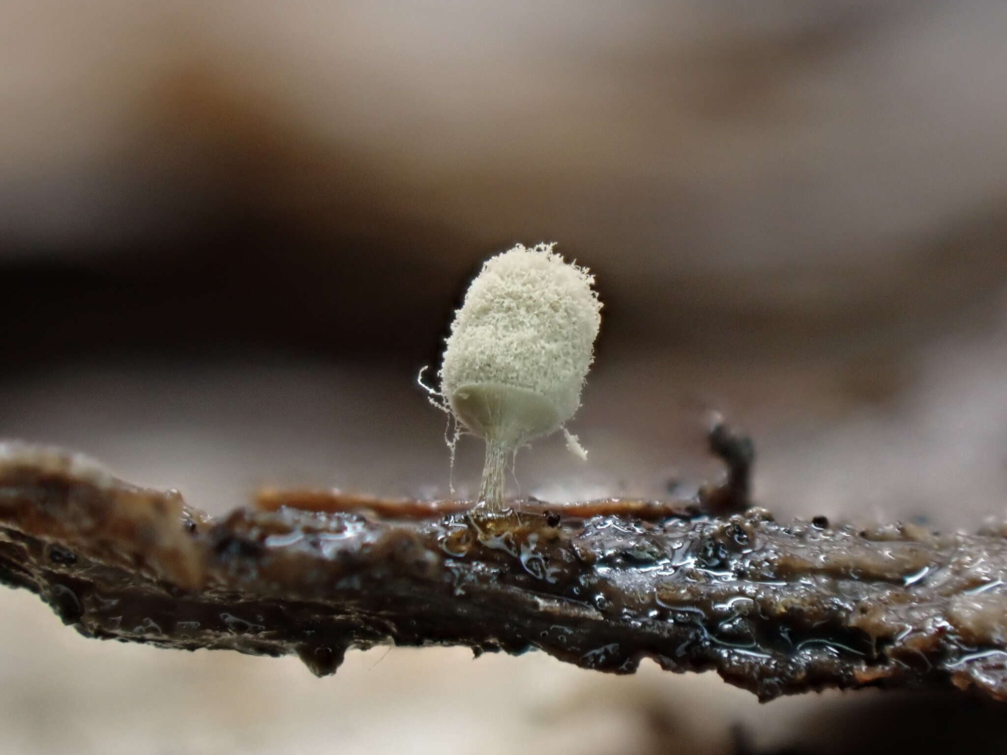 Image of Arcyria riparia L. G. Krieglst. 1993