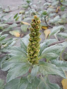 Image of silver bur ragweed